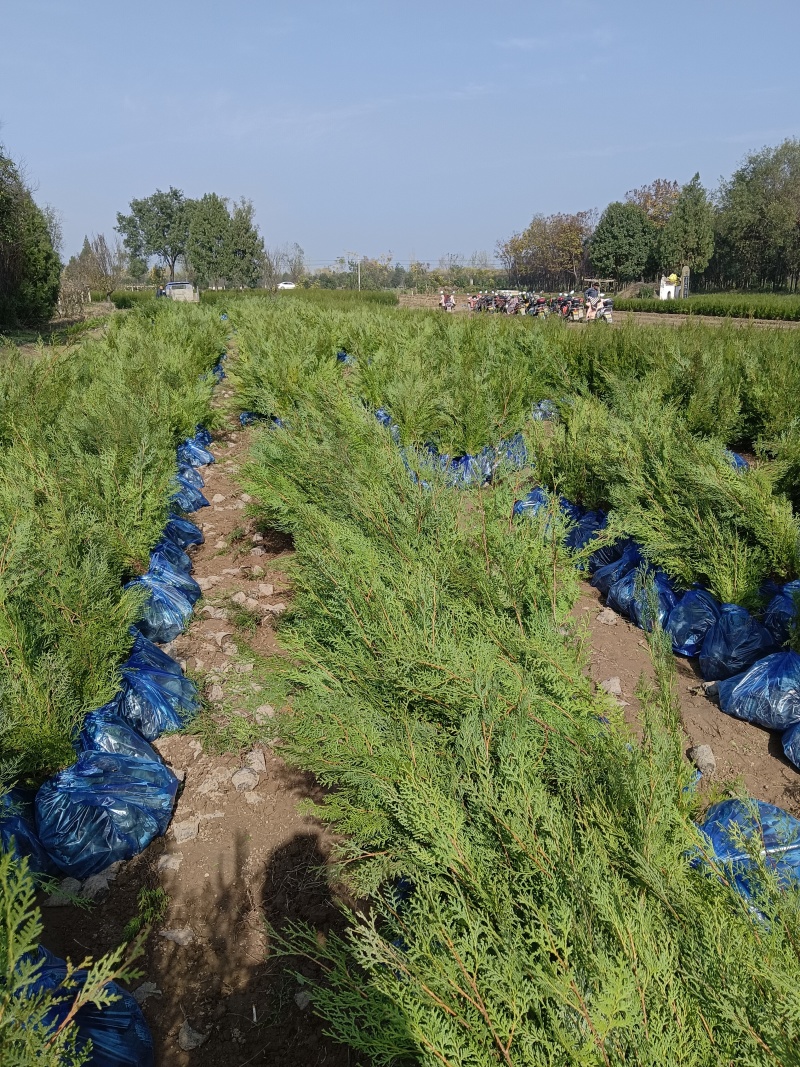 陕西侧柏杯苗10X10杯苗圃直供可全国发货欢迎来电咨询