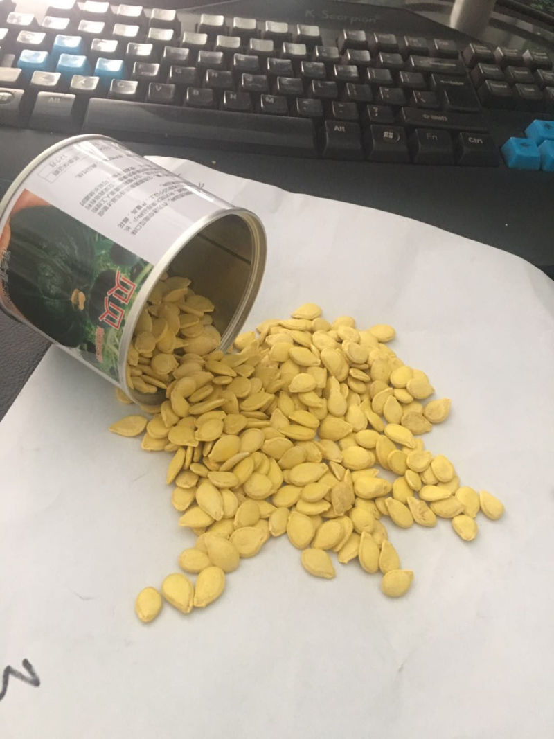 正宗惠和贝贝南瓜种子粉糯香甜干面贝贝瓜种子产量高