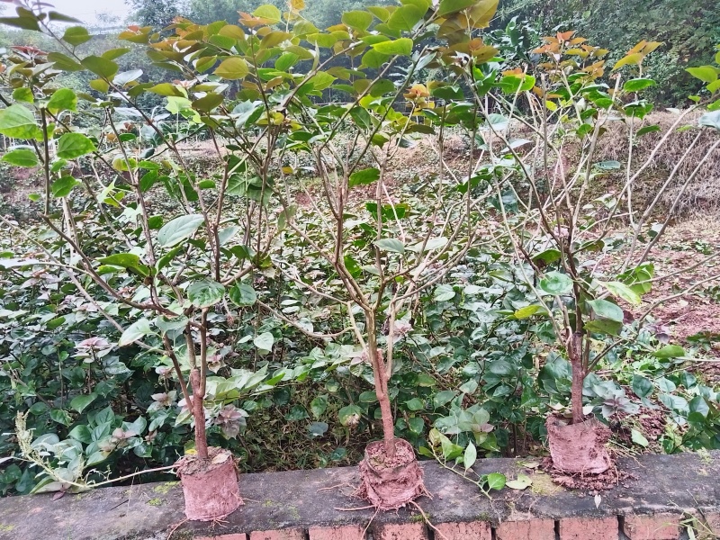 红花三角梅笼子四川三角梅球形三角梅品种优良量大从优