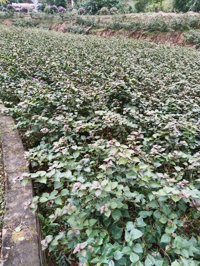 红花三角梅笼子四川三角梅球形三角梅品种优良量大从优