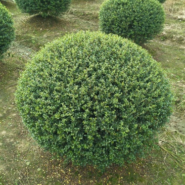 川滇蜡树球冠幅:80cm、1m、1.2m基地有量，欢迎购