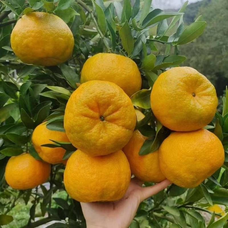 椪柑，湖南怀化基地种植，规格齐全，价格齐全，代发代收全国
