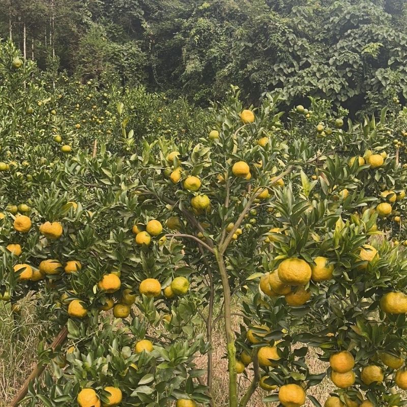椪柑，湖南怀化基地种植，规格齐全，价格齐全，代发代收全国