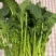 新鲜阳光菜