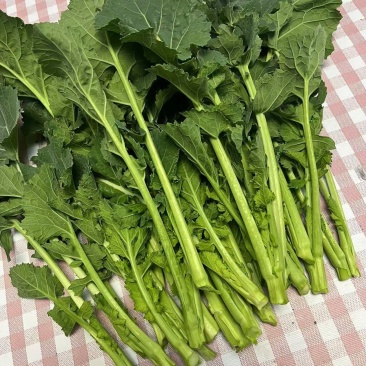 新鲜阳光菜