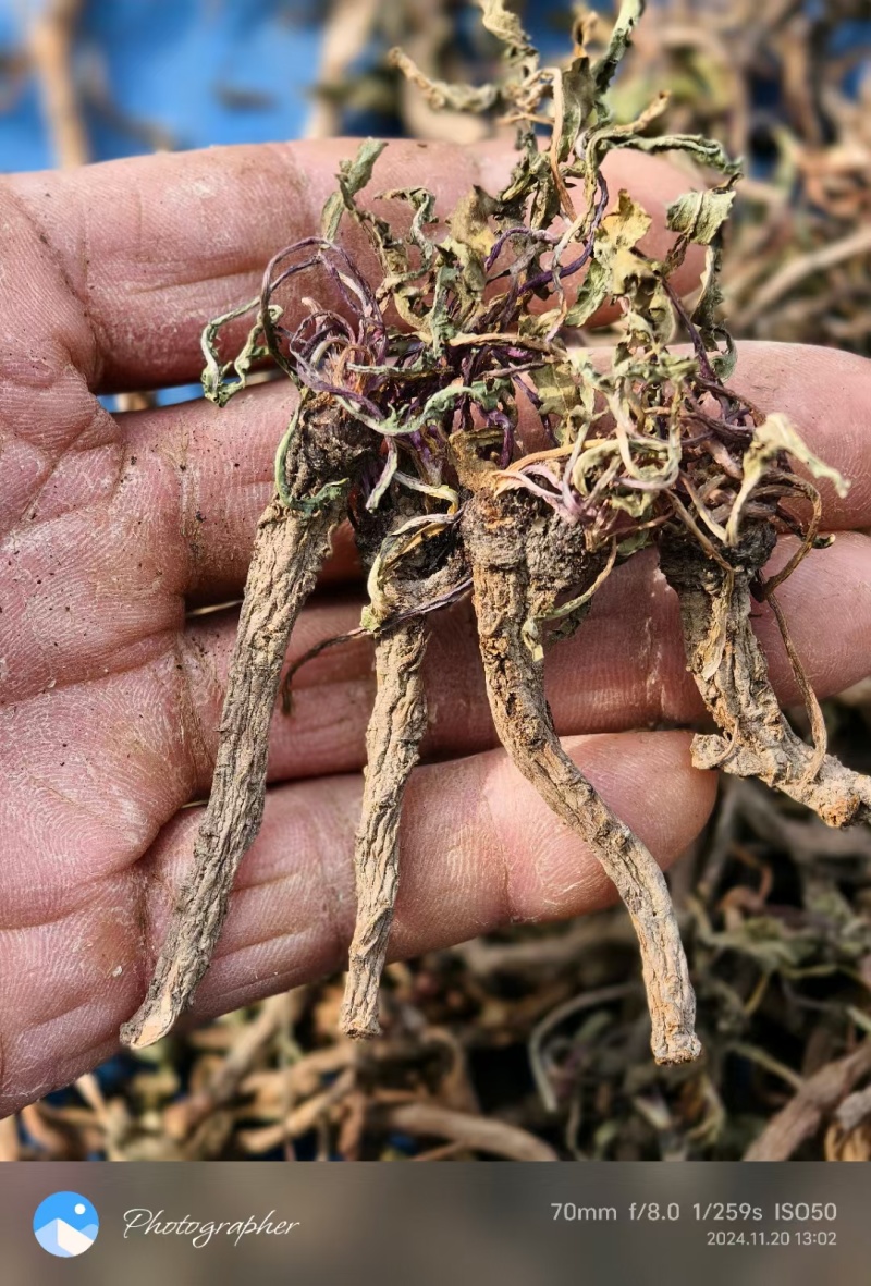 蒲公英根多年生长含量高整条发货自然晒干新货味浓蒲公英根