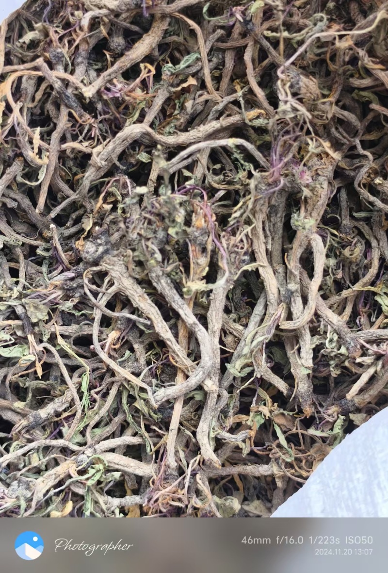 蒲公英根多年生长含量高整条发货自然晒干新货味浓蒲公英根