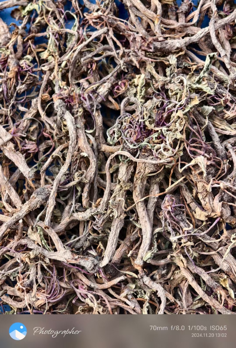 蒲公英根多年生长含量高整条发货自然晒干新货味浓蒲公英根
