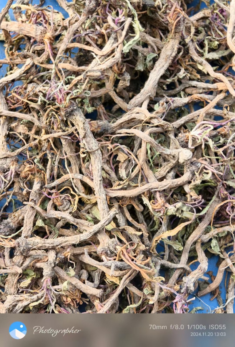 蒲公英根多年生长含量高整条发货自然晒干新货味浓蒲公英根