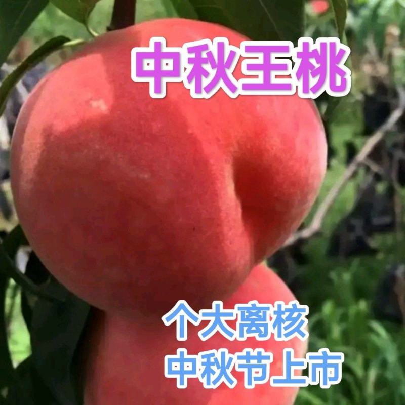 中秋王桃桃树苗，中秋国庆双节上市，个大离核，脆甜，耐储存