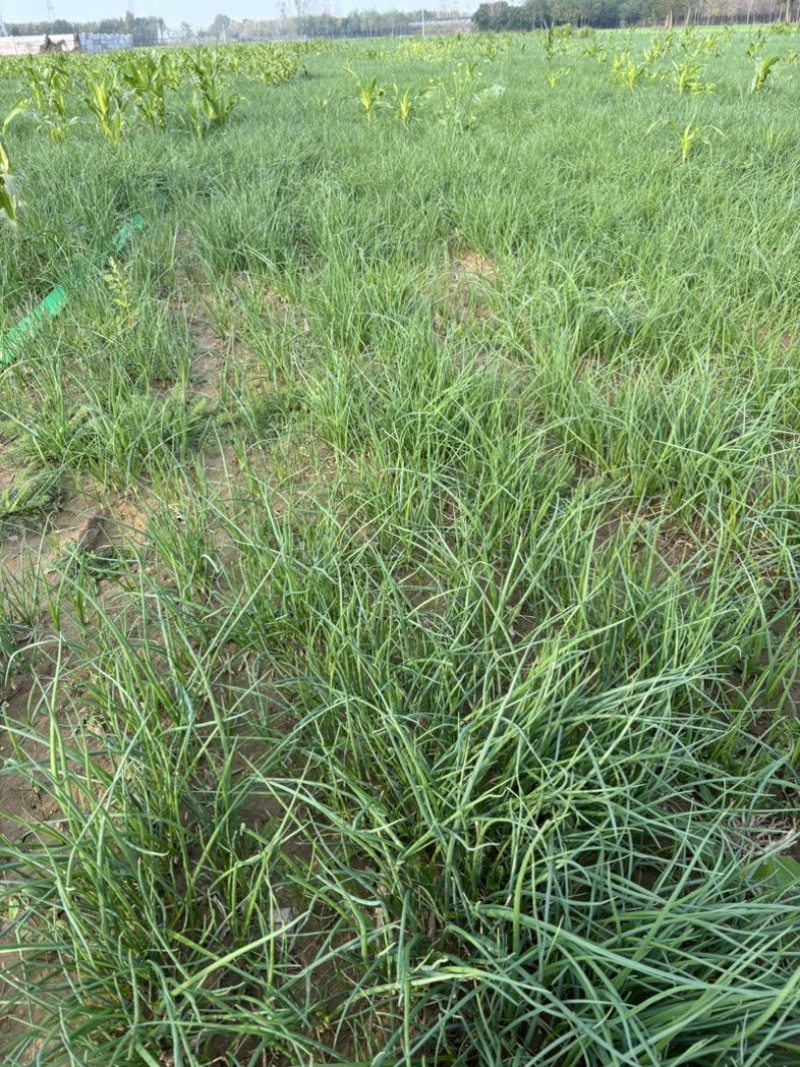 河西二红洋葱苗苗粗实根系发达无病虫害抗病能力强包回收