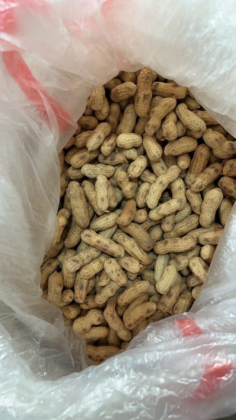炒四粒红铁锅柴火花生原味炒花生炒熟红皮带壳