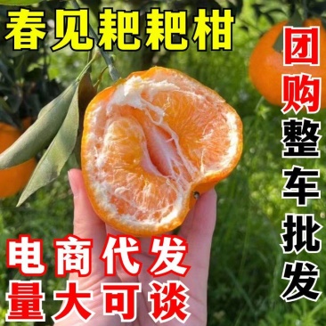 四川春见耙耙柑一件代发春见粑粑柑电商供应批发代发