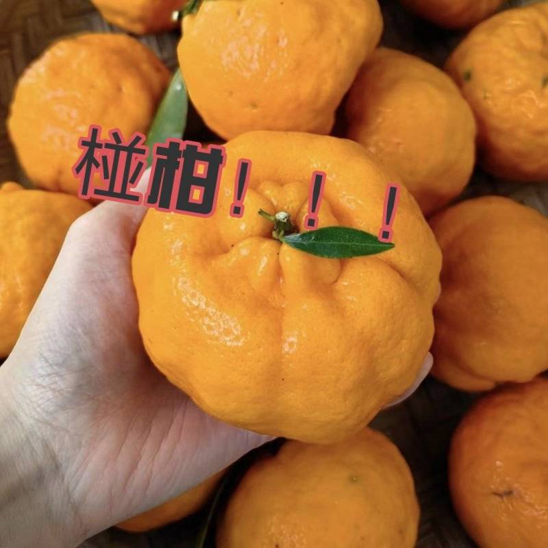 椪柑，基地种植，产地代办，规格齐全价格齐全，效率高发全国