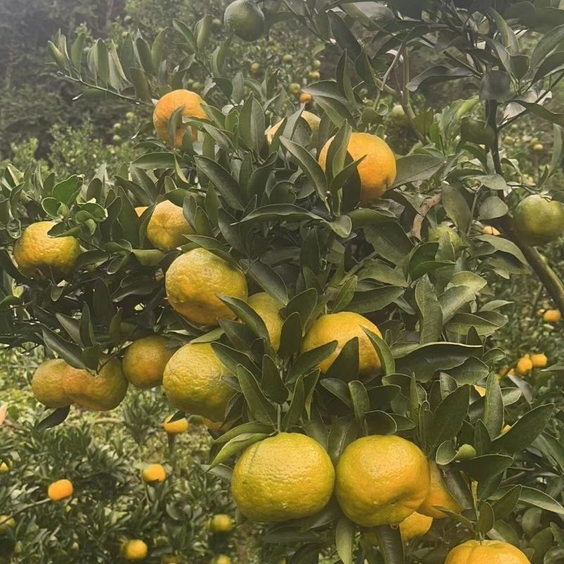 椪柑，基地种植，产地代办，规格齐全价格齐全，效率高发全国