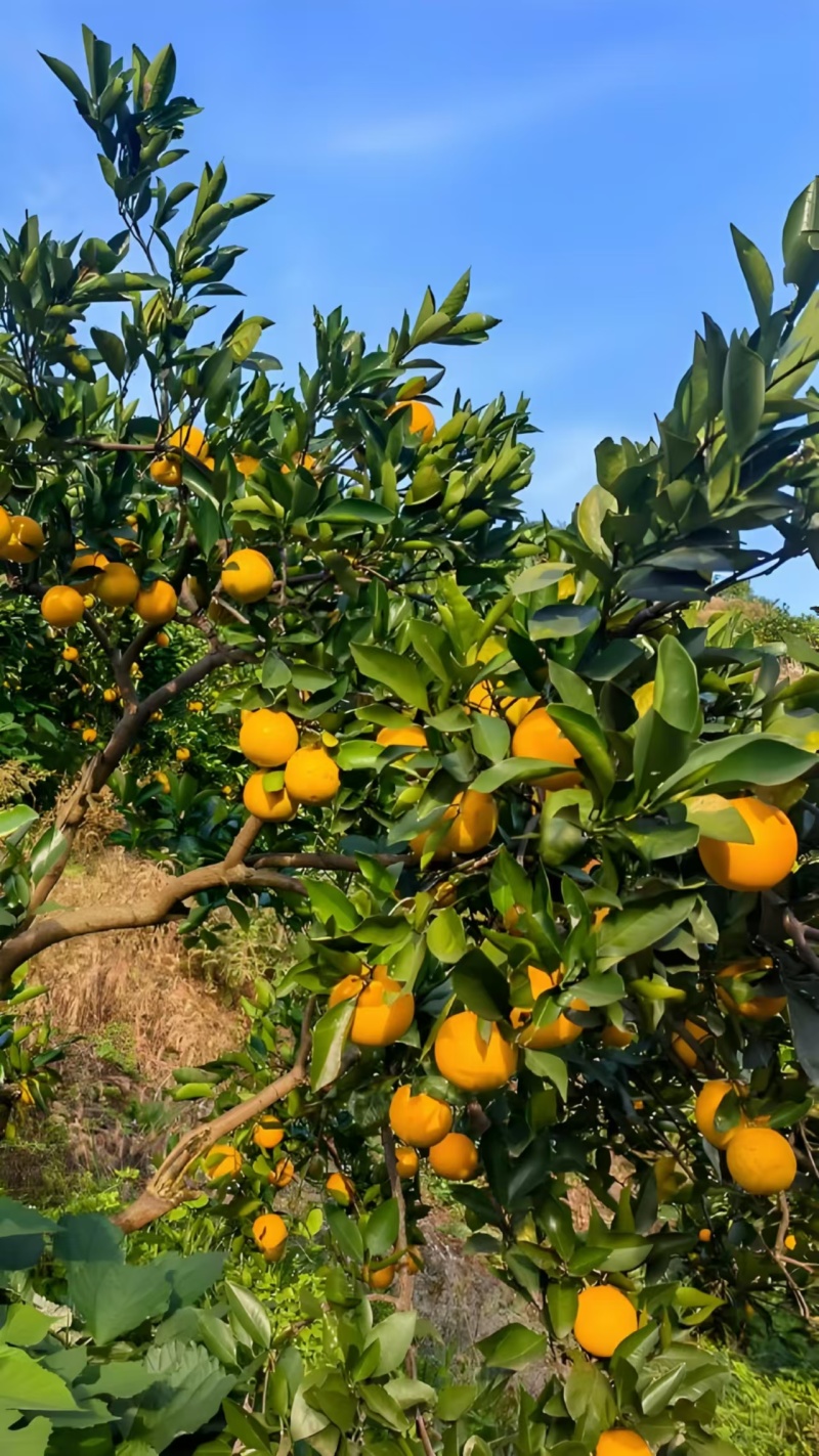 椪柑，基地种植，产地代办，规格齐全价格齐全，效率高发全国