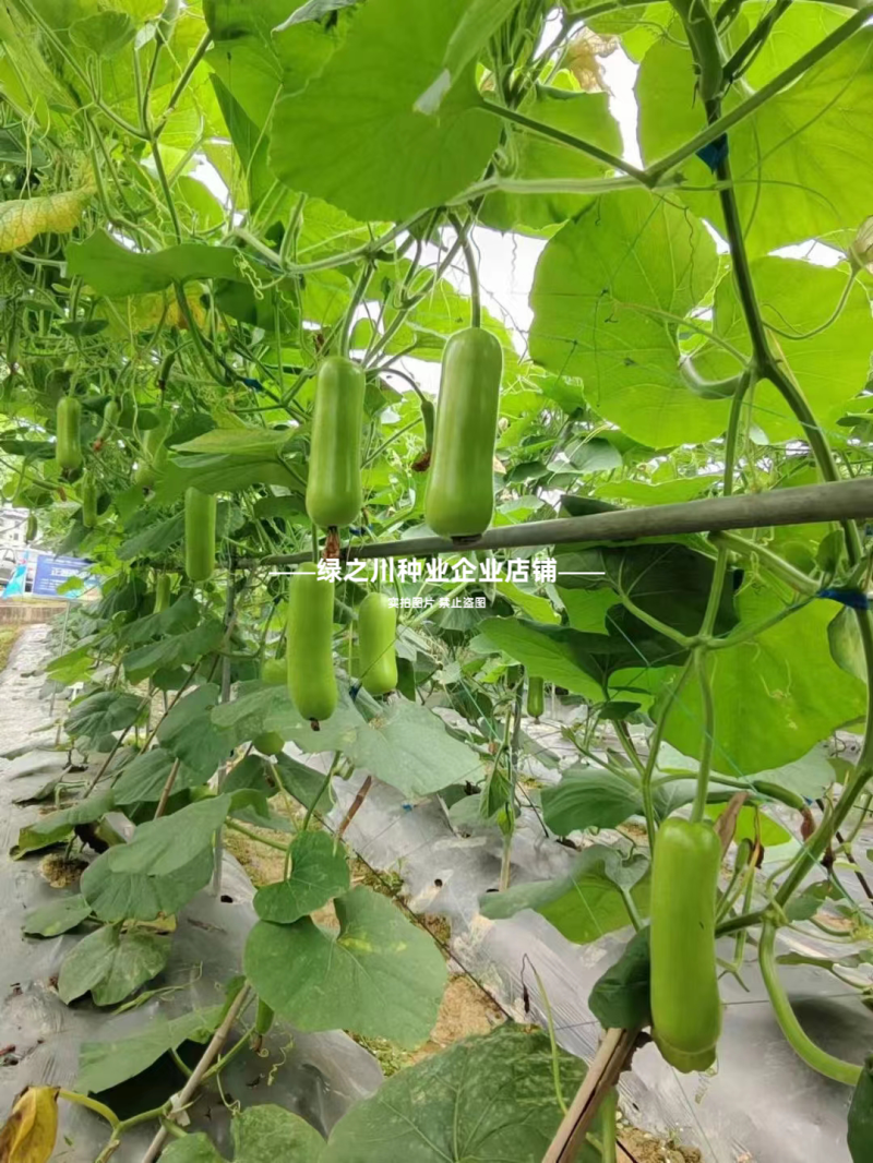 正源短棒瓠子种子农乐油青早瓠瓜种子油绿清香蒲瓜种籽菜葫芦