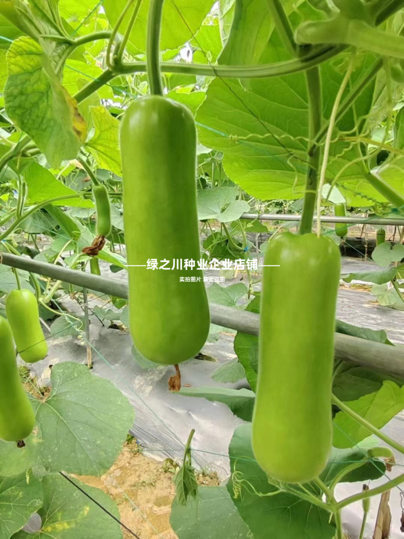 正源短棒瓠子种子农乐油青早瓠瓜种子油绿清香蒲瓜种籽菜葫芦