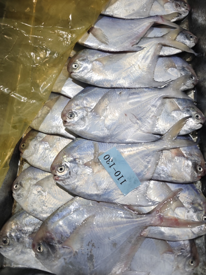 白鲳鲳鱼东海精品一手货源大量批发
