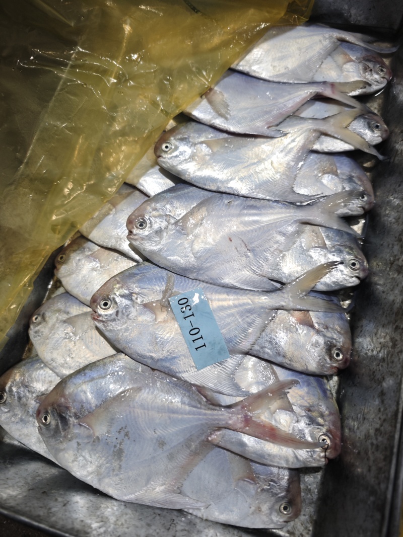 白鲳鲳鱼东海精品一手货源大量批发