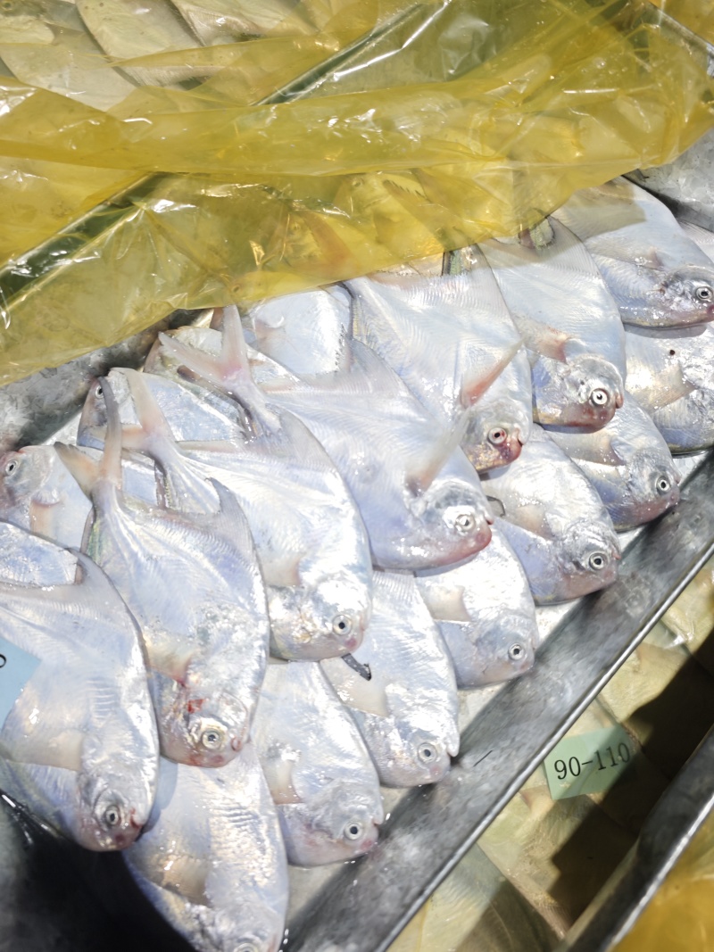 白鲳鲳鱼东海精品一手货源大量批发