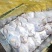 白鲳鲳鱼东海精品一手货源大量批发