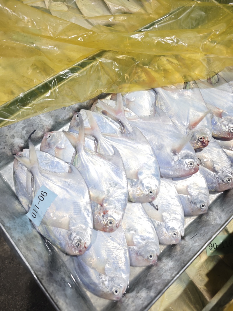 白鲳鲳鱼东海精品一手货源大量批发