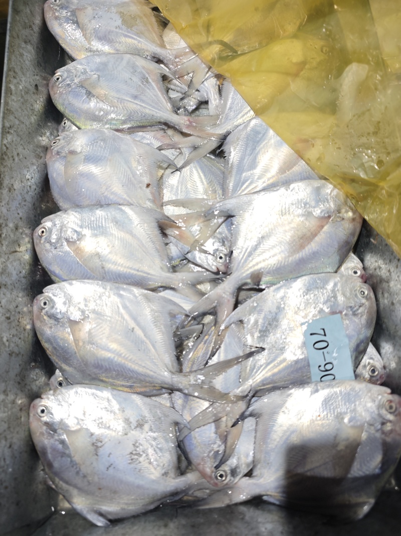 白鲳鲳鱼东海精品一手货源大量批发