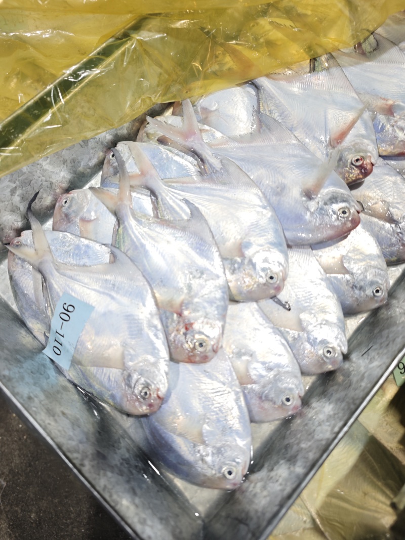 白鲳鲳鱼东海精品一手货源大量批发