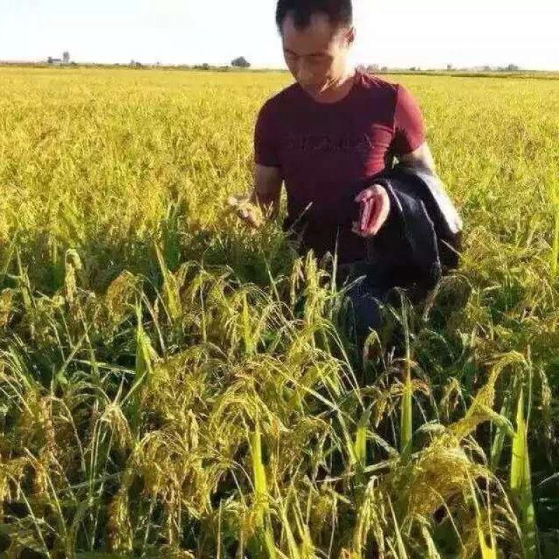 五常宝艳水稻种植合作社