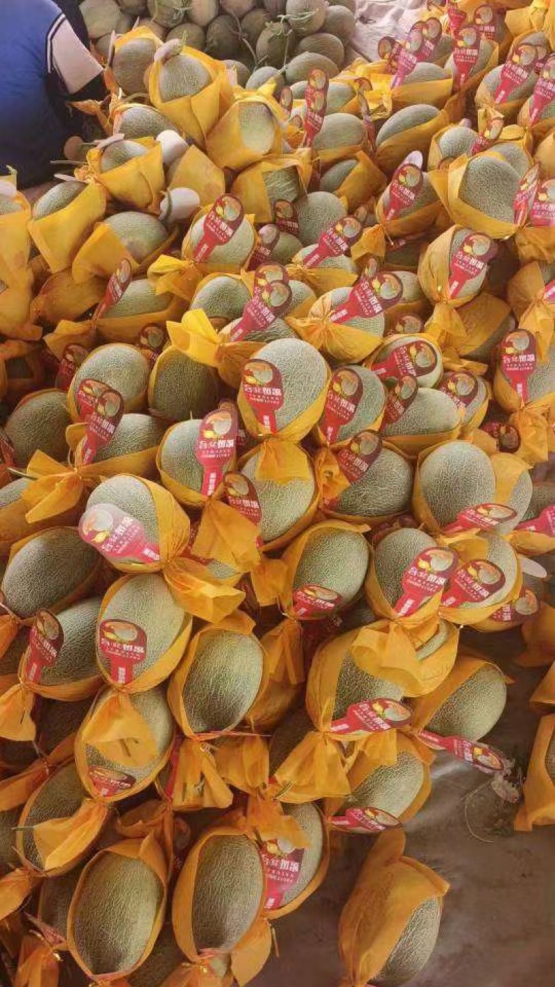 哈密瓜