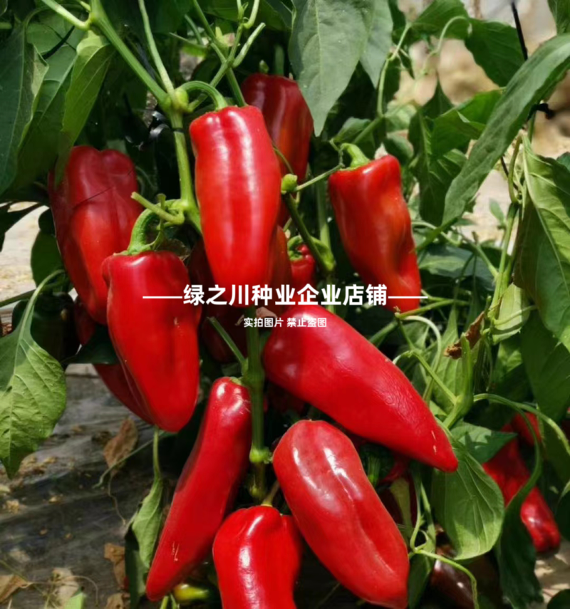 梦幻红甜椒种子圆锥形红椒种子青红两用果面光滑味甜辣椒种子