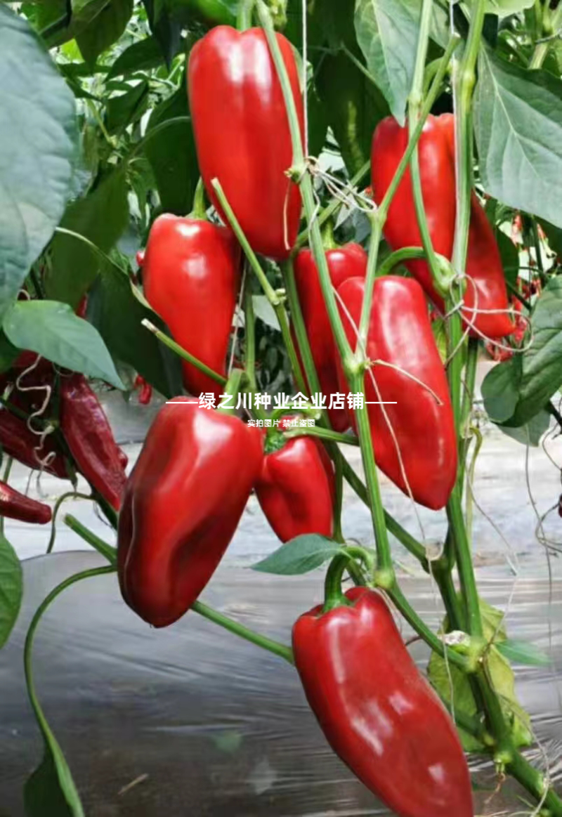 梦幻红甜椒种子圆锥形红椒种子青红两用果面光滑味甜辣椒种子