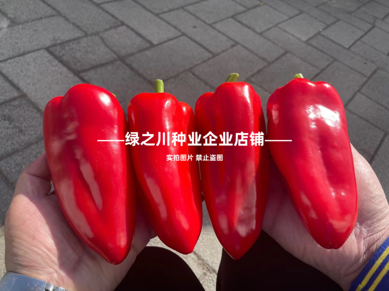 梦幻红甜椒种子圆锥形红椒种子青红两用果面光滑味甜辣椒种子