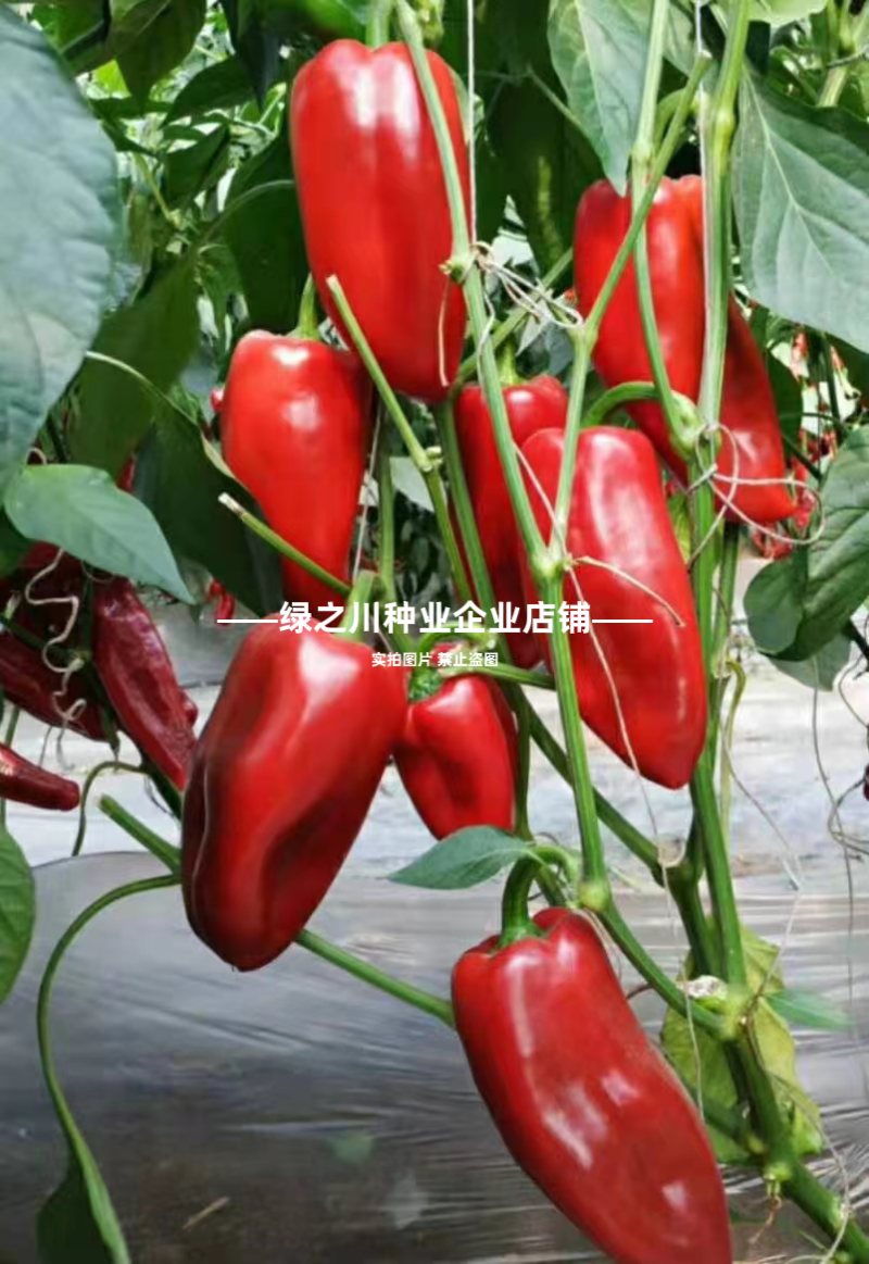 梦幻红甜椒种子圆锥形红椒种子青红两用果面光滑味甜辣椒种子