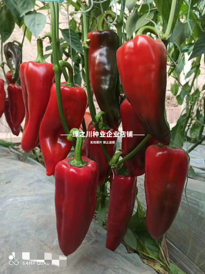 梦幻红甜椒种子圆锥形红椒种子青红两用果面光滑味甜辣椒种子