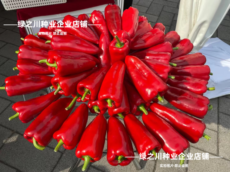梦幻红甜椒种子圆锥形红椒种子青红两用果面光滑味甜辣椒种子