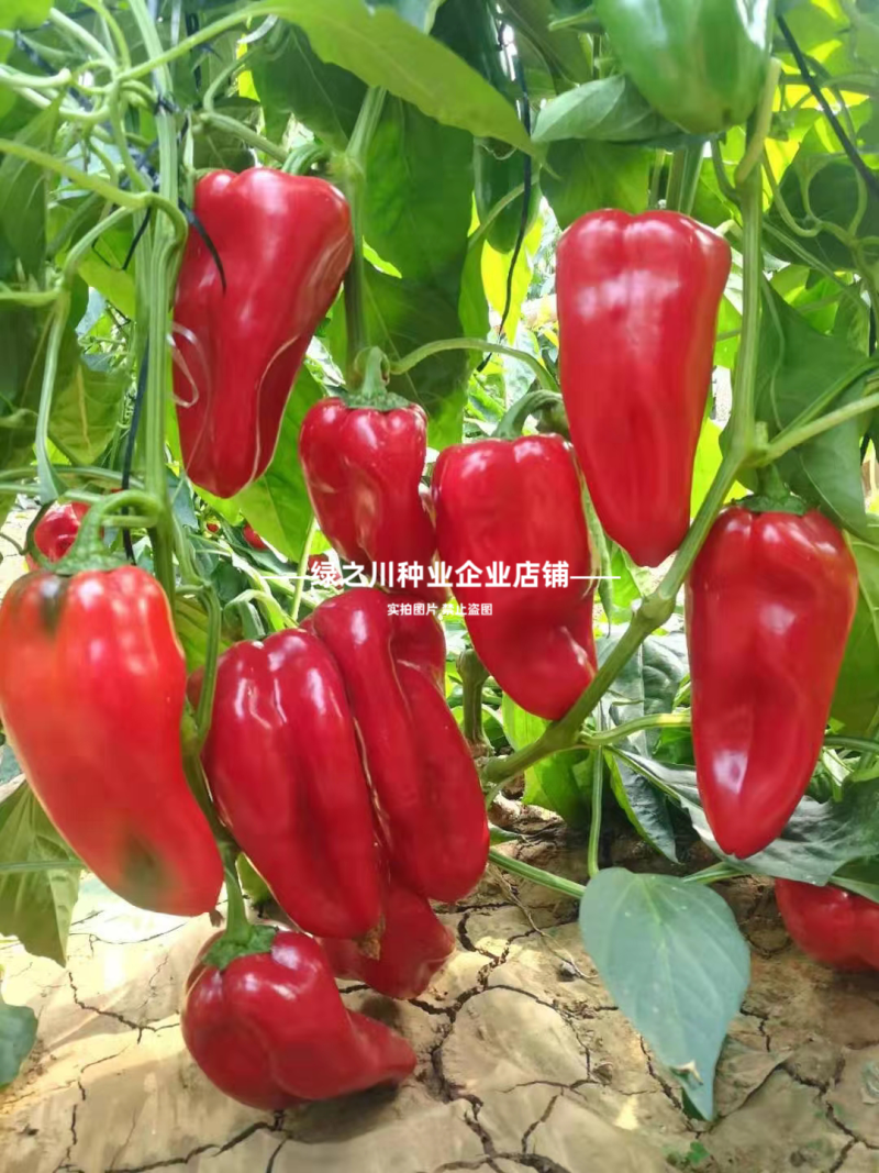 梦幻红甜椒种子圆锥形红椒种子青红两用果面光滑味甜辣椒种子