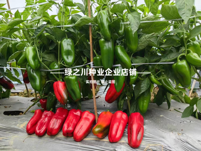梦幻红甜椒种子圆锥形红椒种子青红两用果面光滑味甜辣椒种子