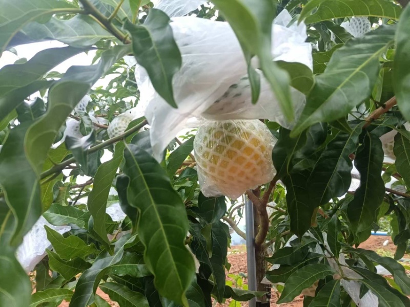 黄晶果（雅美果）云南热带水果口感香甜软软糯糯