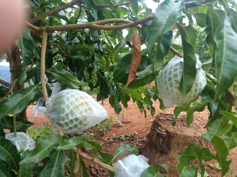 黄晶果（雅美果）云南热带水果口感香甜软软糯糯