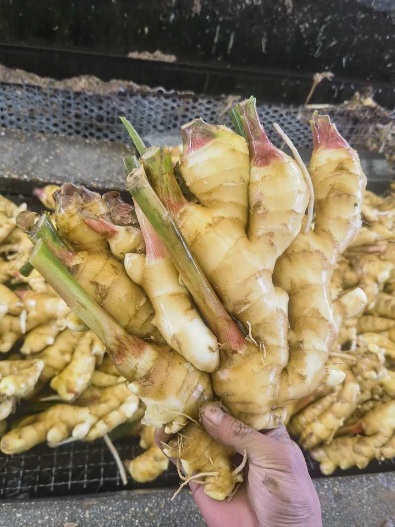 常年供应泥姜水洗姜市场货超市货电商货等