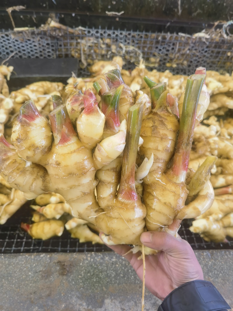 常年供应泥姜水洗姜市场货超市货电商货等