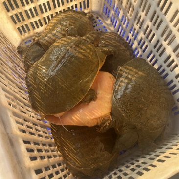 汉寿黄沙鳖