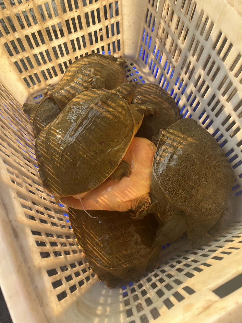 汉寿黄沙鳖
