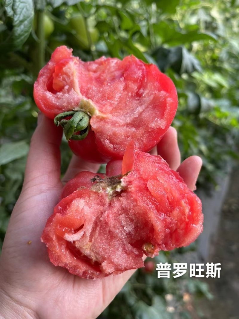 正宗普罗旺斯西红柿种子酸甜好吃耐裂果水果番茄种子粉红番茄