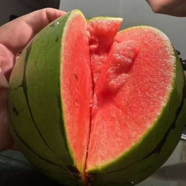 广西北海花无仔西瓜大量现货有要的联系我