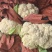 纸袋菜花西安阎良松花菜大量上市产地直发新鲜采摘量大从优