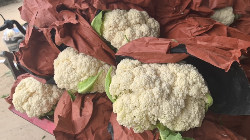 纸袋菜花西安阎良松花菜大量上市产地直发新鲜采摘量大从优