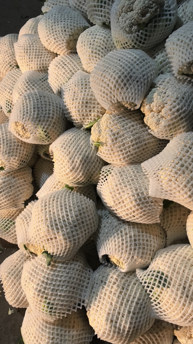 纸袋菜花西安阎良松花菜大量上市产地直发新鲜采摘量大从优
